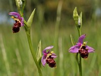 Ophrys scolopax 4, Saxifraga-Hans Dekker