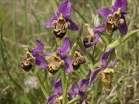 Ophrys scolopax 40, Saxifraga-Jan van der Straaten