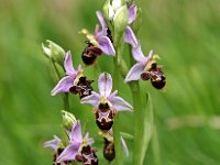 Ophrys scolopax 49, Saxifraga-Hans Dekker