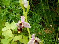 Ophrys scolopax 51, Saxifraga-Peter Meininger