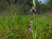 Ophrys scolopax 55, Saxifraga-Ed Stikvoort