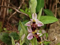 Ophrys scolopax 7, Saxifraga-Hans Dekker