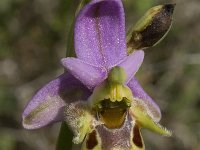 Ophrys scolopax ssp cornuta 42, Saxifraga-Willem van Kruijsbergen