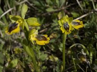 Ophrys sicula 6, Saxifraga-Willem van Kruijsbergen