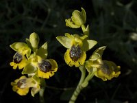 Ophrys sicula 7, Saxifraga-Willem van Kruijsbergen