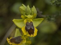 Ophrys sicula 9, Saxifraga-Willem van Kruijsbergen