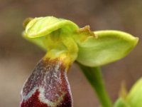 Ophrys sitiaca 2, Saxifraga-Hans Dekker