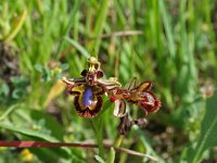 Ophrys speculum 12, Saxifraga-Jeroen Willemsen