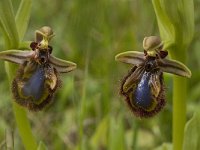 Ophrys speculum 13, Saxifraga-Willem van Kruijsbergen