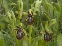 Ophrys speculum 15, Saxifraga-Jan van der Straaten