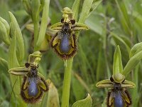 Ophrys speculum 17, Saxifraga-Jan van der Straaten