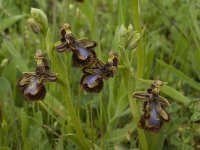 Ophrys speculum 18, Saxifraga-Jan van der Straaten