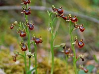 Ophrys speculum 2, Saxifraga-Hans Dekker