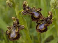 Ophrys speculum 24, Saxifraga-Willem van Kruijsbergen