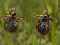 Ophrys speculum 36, Saxifraga-Willem van Kruijsbergen