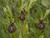 Ophrys speculum 40, Saxifraga-Willem van Kruijsbergen