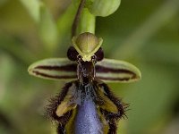 Ophrys speculum 58, Saxifraga-Willem van Kruijsbergen