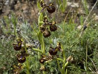 Ophrys speculum 63, Saxifraga-Willem van Kruijsbergen