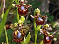 Ophrys speculum 77, Saxifraga-Hans Dekker