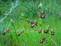 Ophrys speculum 87, Saxifraga-Ed Stikvoort