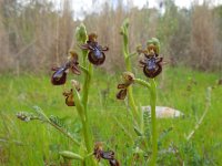 Ophrys speculum 89, Saxifraga-Ed Stikvoort