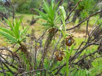 Ophrys speculum 96, Saxifraga-Ed Stikvoort