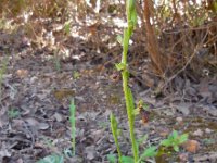 Ophrys speculum ssp lusitanica 104, Saxifraga-Ed Stikvoort