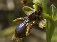 Ophrys speculum ssp lusitanica 69, Saxifraga-Jan van der Straaten