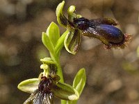 Ophrys speculum ssp lusitanica 73, Saxifraga-Willem van Kruijsbergen