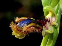 Ophrys speculum ssp lusitanica 80, Saxifraga-Hans Dekker