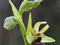 Ophrys sphegodes 44, Spinnenorchis, Saxifraga-Hans Dekker