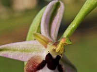 Ophrys straussii 3, Saxifraga-Hans Dekker