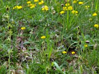 Ophrys subinsectifera 2, Saxifraga-Hans Dekker