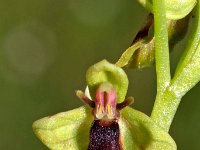 Ophrys subinsectifera 5, Saxifraga-Hans Dekker