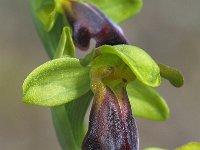 Ophrys sulcata 10, Saxifraga-Hans Dekker