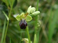 Ophrys sulcata 5, Saxifraga-Dirk Hilbers