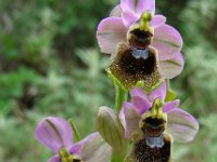 Ophrys tenthredinifera 103, Saxifraga-Ed Stikvoort