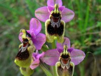 Ophrys tenthredinifera 104, Saxifraga-Ed Stikvoort