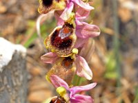 Ophrys tenthredinifera 11, Saxifraga-Hans Dekker