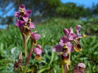 Ophrys tenthredinifera 111, Saxifraga-Ed Stikvoort