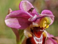 Ophrys tenthredinifera 13, Saxifraga-Hans Dekker