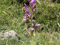 Ophrys tenthredinifera 145, Saxifraga-Willem van Kruijsbergen