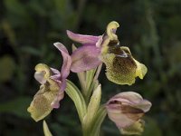 Ophrys tenthredinifera 22, Saxifraga-Willem van Kruijsbergen