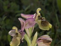 Ophrys tenthredinifera 27, Saxifraga-Willem van Kruijsbergen