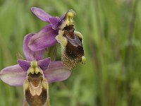 Ophrys tenthredinifera 36, Saxifraga-Jan van der Straaten