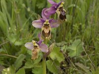 Ophrys tenthredinifera 37, Saxifraga-Willem van Kruijsbergen