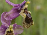 Ophrys tenthredinifera 38, Saxifraga-Jan van der Straaten