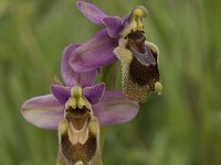 Ophrys tenthredinifera 39, Saxifraga-Willem van Kruijsbergen