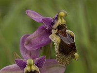 Ophrys tenthredinifera 41, Saxifraga-Willem van Kruijsbergen