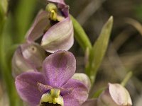 Ophrys tenthredinifera 50, Saxifraga-Jan van der Straaten